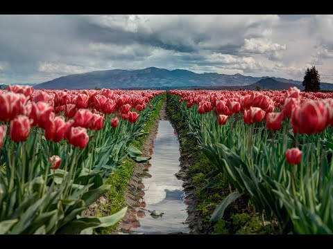 India's Linguistic Landscape 1600 languages? Unraveling the Tapestry #india #tamil #hindi #bengali