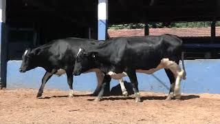 Vídeo 210 - 1ª ETAPA MEGA LIQUIDAÇÃO TOTAL AGROPECUÁRIA MARAJOARA - DIA 4 | GADO GIROLANDO E HOLANDÊS