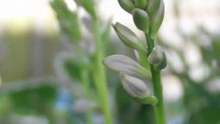 Smith Westerns Fallen in Love