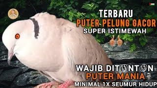 Download lagu PANCINGAN PUTER PELUNG GACOR ISTIMEWA SUARA PANJANG IRAMA MANTAP ADUHAI MERDU KUWOK 2 NOT SYAHDU ‼️ mp3 Download lagu PANCINGAN PUTER PELUNG GACOR ISTIMEWA SUARA PANJANG IRAMA MANTAP ADUHAI MERDU KUWOK 2 NOT SYAHDU ‼️ mp3