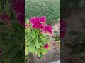 Celosia cristata l cocks comb plant