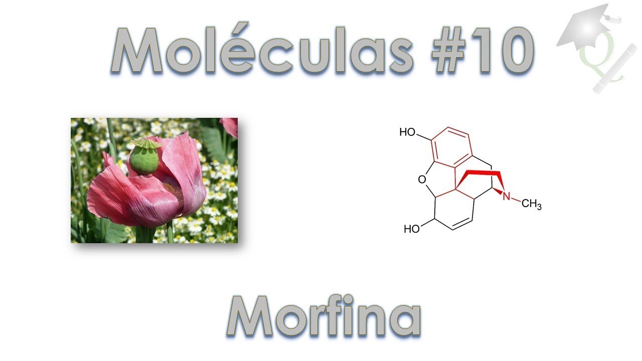 Uma Molécula por Dia #10 Morfina