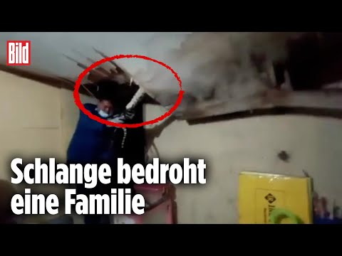 Schlange zerlegt fast komplettes Haus – Horror-Kampf mit Python