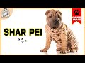 Discover the SHAR PEI: A Comprehensive Guide to the Breed