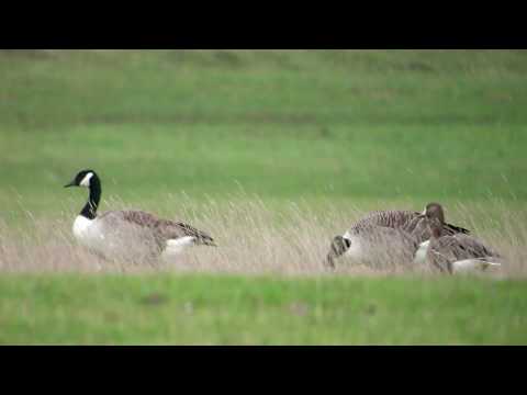 White-fronted Geese: oxonbirding.blogspot.co.uk