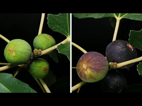 🌱 Fig fruit time lapse - 18 days of growth from green to ripe fruit ☀️