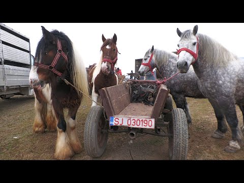 Caii lui Pașca Marian de la Sighetu Marmației 2022