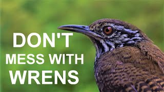 Wrens are the best parents! Facts about these bird&#39;s nests