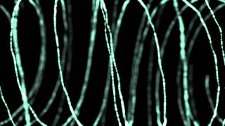 Strings - True Tiger - Big Love (Ft. Maiday) (Haze Remix)