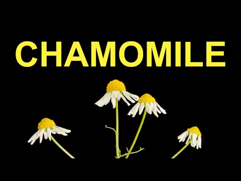 Chamomile flowers growing - time lapse [4K]
