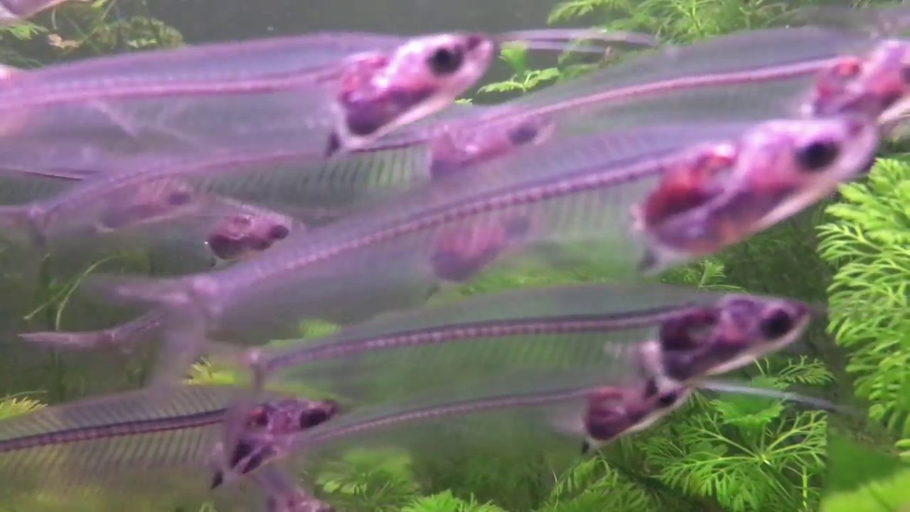 Glass Catfish • Care Guide (Tank Setup, Mates & Diet)