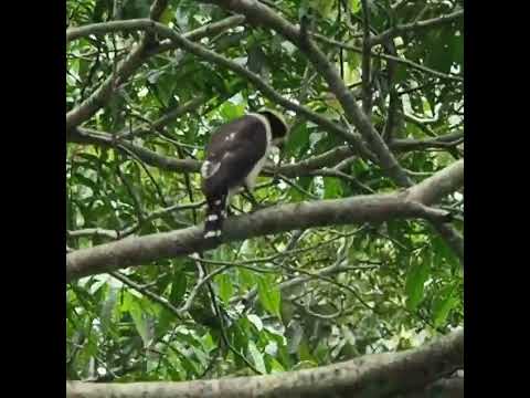 Herpetotheres cachinnans