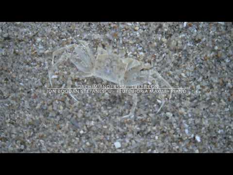 @ionbogdanstefanescu  Andersen - Turbillon