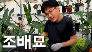 이거 모르고 조직 배양묘 심지 마세요✋ ㅣ 조배묘 제대로 심는 방법