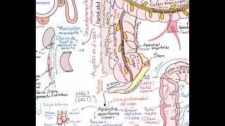 Anatomía: Colon (ciego, apéndice, colon ascendente, transverso, descendente y sigmoides)