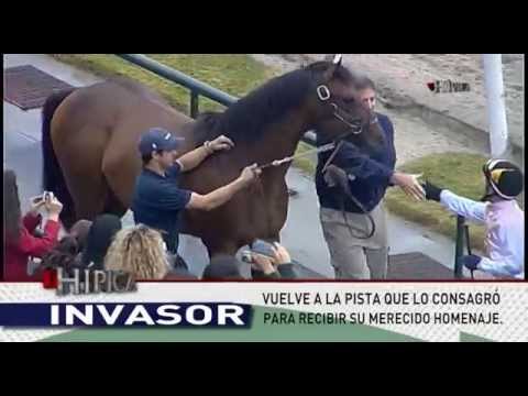 Invasor regresa a Maroñas homenaje del público #invasor #uruguay #hipica