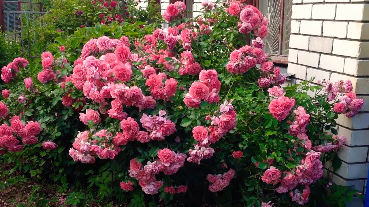 Фото-Luba-Rosarium Uetersen
