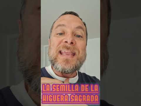 Les graines du figuier sauvage