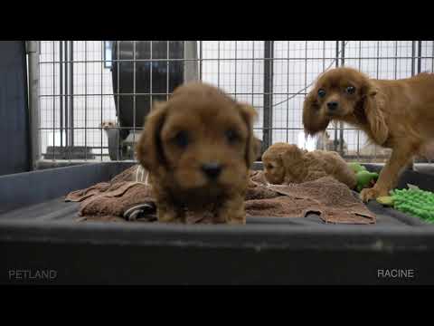 Kennel Tour 67