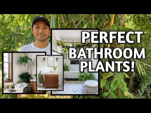 image-What plant do you put in the shower?