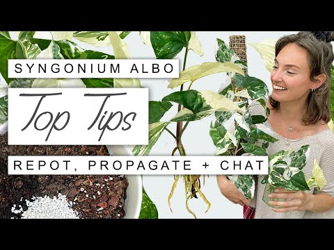 Syngonium Albo 101: EVERYTHING You Need To Know! Growth Tips, Propagation + Full Care Guide 🌱