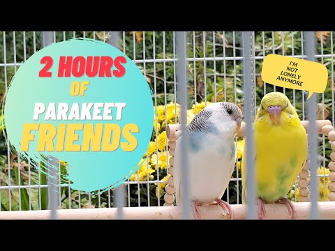 Over 2 HOURS of Budgies chirping- for your lonely parakeets and budgies while at work.