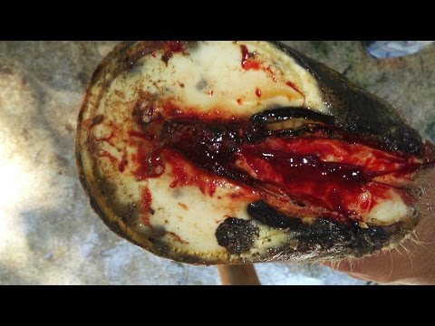 Aumentare la linea urologo membro Testa del pene in piccole crepe