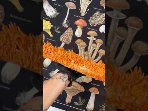 Growing Cordyceps Mushrooms #shortsfeed #mushrooms #mycology #cordyceps