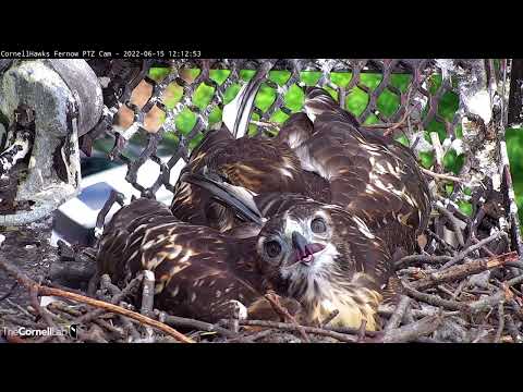 Cornell Hawks Nestling "L4" Gets A Visit From Recently Fledged Sibling – June 15, 2022
