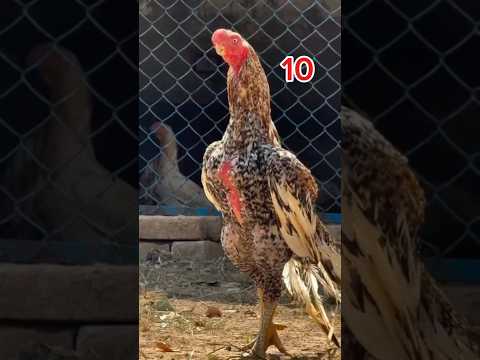 Top 10 Internet Famous Parrot Beak Shamo | Sabse Mashhoor Aur Khubsurat #shorts #aseelmurga #shamo