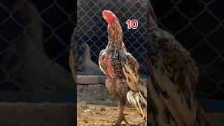 Top 10 Internet Famous Parrot Beak Shamo | Sabse Mashhoor Aur Khubsurat #shorts #aseelmurga #shamo