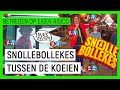 IN DE STAL FEESTEN MET SNOLLEBOLLEKES | Betreden op Eigen Risico | NPO Zapp