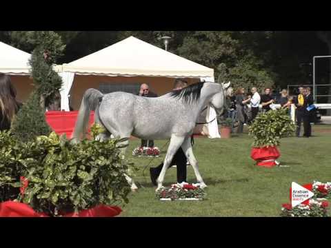 N.111 IM ICARE CATHARE - Arezzo 2015 - Stallion 10 years old and older (Class 12)