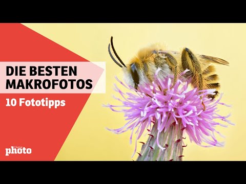 10 Tipps für Makrofotografie 📸 | DigitalPHOTO-Magazin