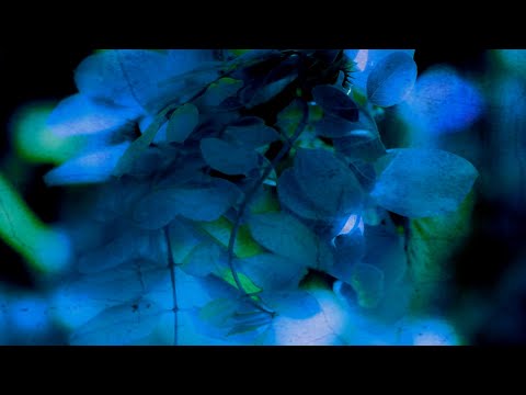 Non Somnia - Last leaf is falling