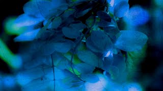 Non Somnia - Last leaf is falling