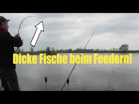 Dicke Fische beim Feedern! / Live Biss!