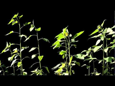 Time Lapse Photography of Sunflowers Tracking the Sun