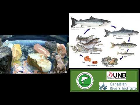 Salmon Eggs- Alevin/Alevin Vesicule