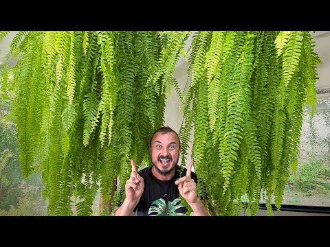 HOW TO HAVE A GIANT, BEAUTIFUL AND FULL FERN! | Murilo Soares Teaches the Secret
