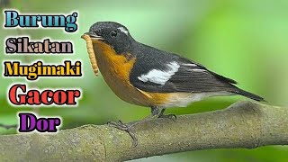 Download lagu Burung Sikatan Mugimaki Gacor Dor#Masteransikatanmugimaki#Sikatanmugimaki#Mugimaki mp3