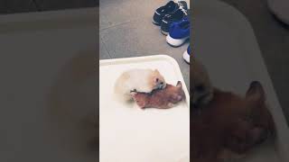 Download lagu Hamster sex First time 🤣 mp3 Download lagu Hamster sex First time 🤣 mp3