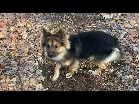 Gage, an adopted Shetland Sheepdog / Sheltie Mix in Danbury, CT_image-1