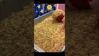 Download lagu This caramelized apple is PERFECT | Best dessert #shorts mp3