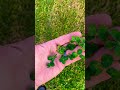 Four leaf clover searching. Where there’s one, there’s a dozen! #lucky