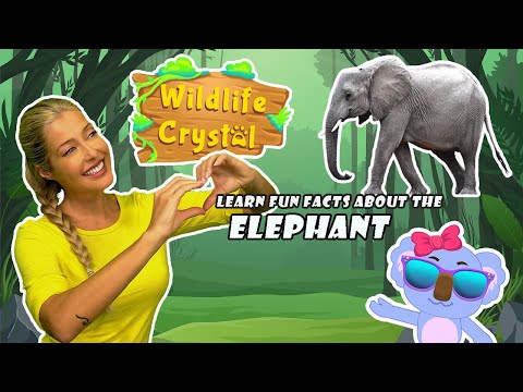 Elephant Facts