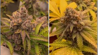 Organic Living Soil Cannabis Garden Update: Harvesting Tropicana Cookies &amp; PK x Sunshine Daydream