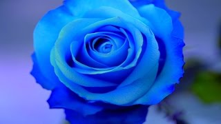Rose Rose I Love You - Frankie Laine (Lyrics)
