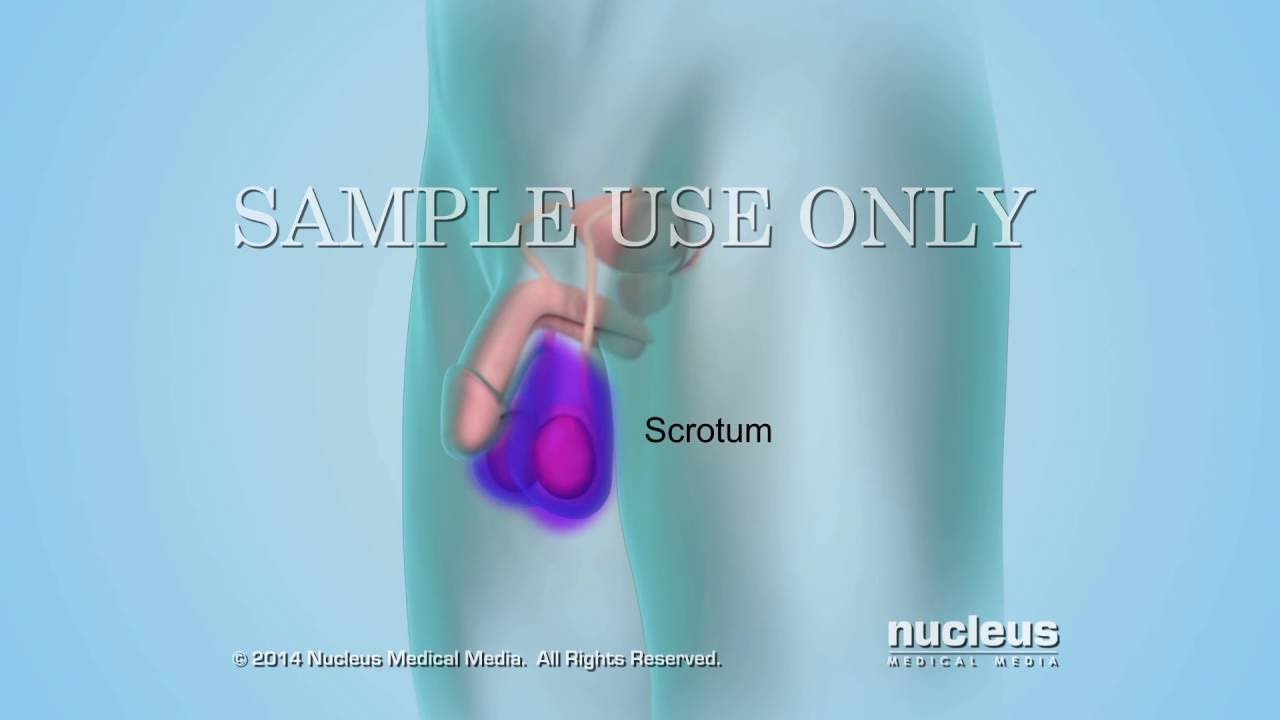 Sperm Count | Nucleus Health - YouTube