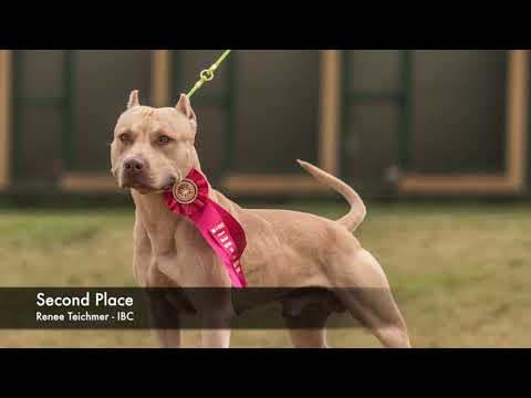 DMD Show - BEST BREEDER IBDC 2017